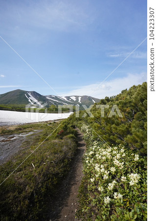 Mountain trail in early summer Rhododendron aureum 104223307