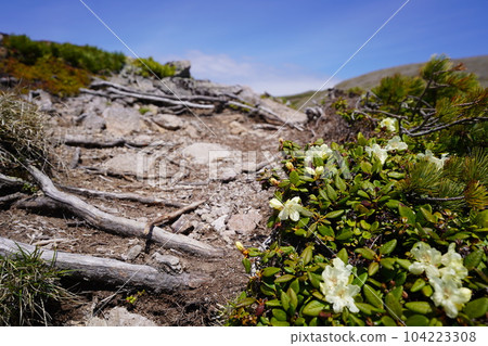 Mountain trail in early summer Rhododendron aureum 104223308