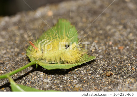 A larva of a cherry-blossom moth perched on the underside of a wild rose leaf 104223466