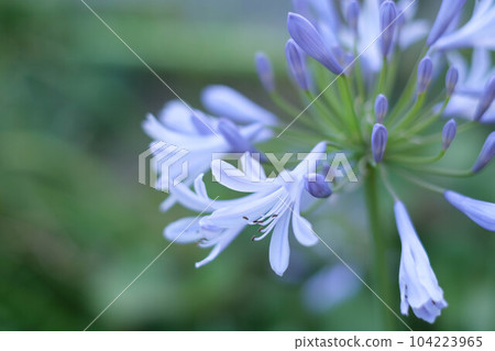 百子蓮開出清新涼爽的花朵。姿勢優雅而美麗。享受初夏 104223965