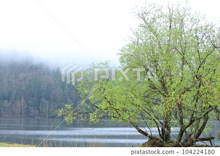 This is a photograph of a tree standing on the shore of Lake Chimikeppu in the morning haze in Tsubetsu Town, Hokkaido. This is a photograph of a tree standing on the shore of Lake Chimikeppu in the morning haze in Tsubetsu Town, Hokkaido. 104224180