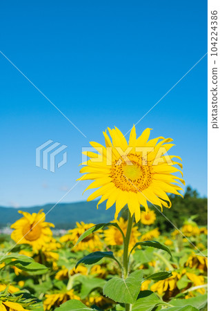 sunflower sunflower 104224386