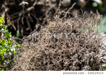 felling garden trees 104224513