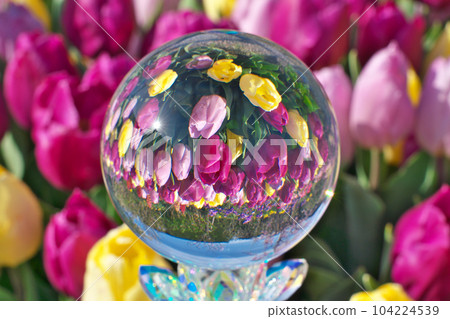 [English garden (crystal ball)] Yanagasaki, Otsu City, Shiga Prefecture 104224539
