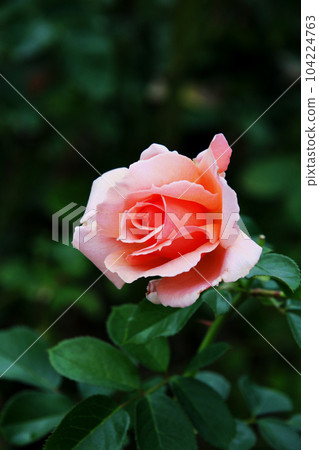 Roses 104224763