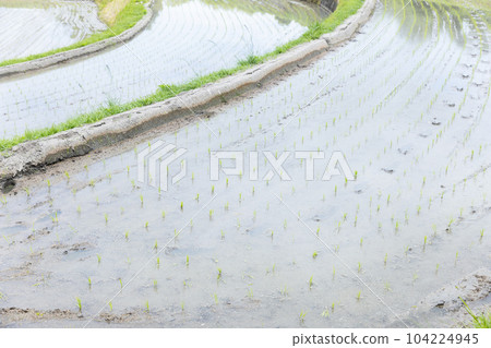 Beautifully planted rice fields 104224945