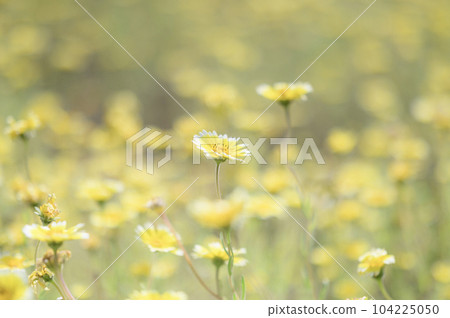 祖瑪giro雛菊 104225050