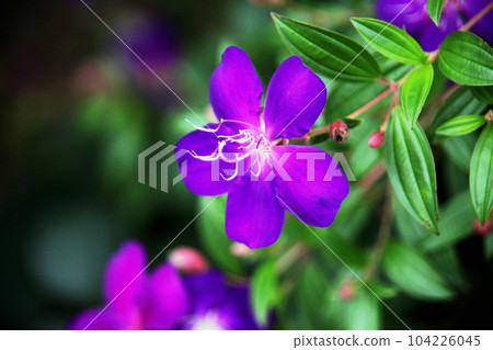 Shikonno button Shikonno button 104226045