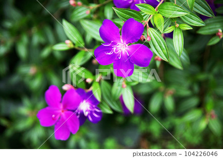 Shikonno按鈕 104226046