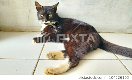 Cat black calm Cat black calm 104226103