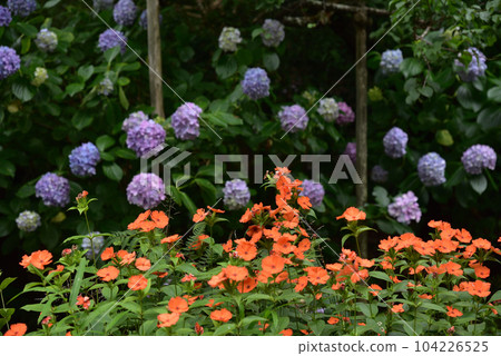 Gampi contrasts vividly with hydrangea Gampi contrasts vividly with hydrangea 104226525