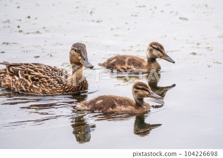 A family of ducks, a duck and its little ducklings are swimming in the water. The duck takes care of its newborn ducklings. Mallard, lat. Anas platyrhynchos A family of ducks, a duck and its little ducklings are swimming in the water. The duck takes care of its newborn ducklings. Mallard, lat. Anas platyrhynchos 104226698