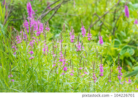 Summer Flowering Purple Loosestrife, Lythrum tomentosum on a green blured background. Summer Flowering Purple Loosestrife, Lythrum tomentosum on a green blured background. 104226701
