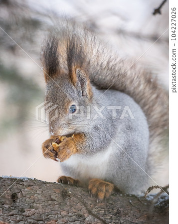 The squirrel with nut sits on tree in the winter or late autumn The squirrel with nut sits on tree in the winter or late autumn 104227026