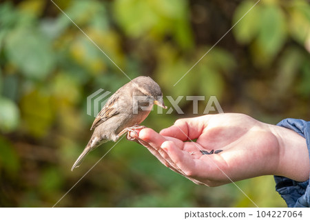 The boy feeds the birds with seeds from his hand. Sparrow eats seeds from the boy's hand 104227064