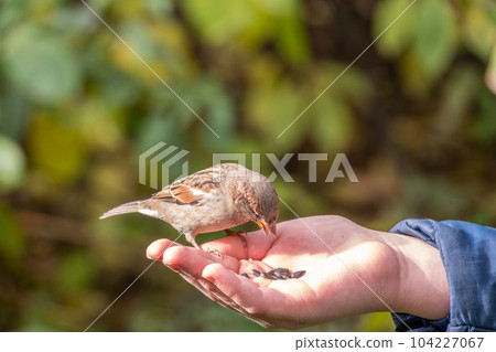 The boy feeds the birds with seeds from his hand. Sparrow eats seeds from the boy's hand 104227067