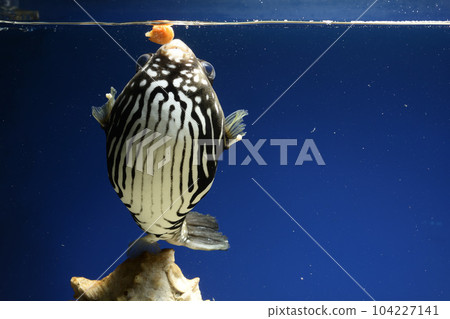 Pufferfish white-spotted puffer fish saltwater fish swimming fish White-spotted puffer puffer Pufferfish white-spotted puffer fish saltwater fish swimming fish White-spotted puffer puffer 104227141