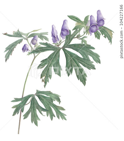 附子花畫 附子花畫 104227166