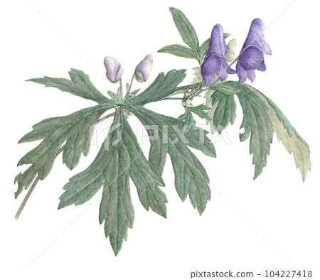 Aconite painting Aconite painting 104227418