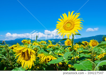 向日葵 向日葵 104227547
