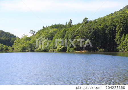Iwao Pond Ipponsugi (Natural Monument designated by Shiga Prefecture) / Koka City, Shiga Prefecture 104227668