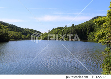 Iwao Pond Ipponsugi (Natural Monument designated by Shiga Prefecture) / Koka City, Shiga Prefecture 104227669