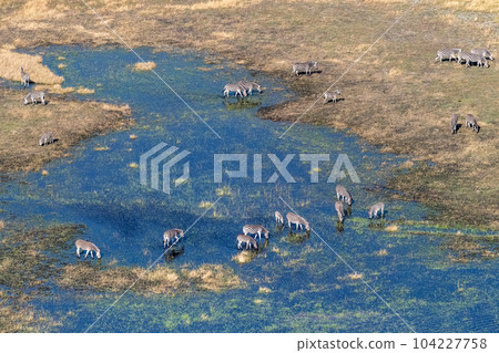 Aerial shot of Zebras grazing in the Okavango Delta 104227758