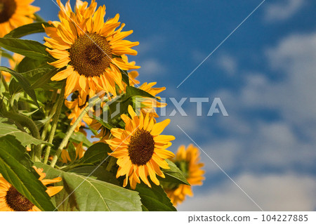 Blue sky and sunflower Blue sky and sunflower 104227885