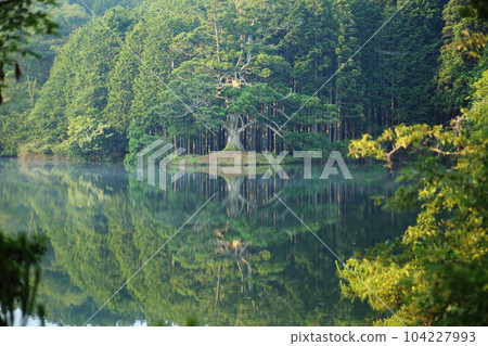 岩王池一本杉(滋賀縣指定天然紀念物)/滋賀縣甲賀市 岩王池一本杉(滋賀縣指定天然紀念物)/滋賀縣甲賀市 104227993