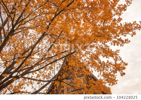 Branches of an old oak with yellow leaves, above the roof of a traditional rural country house, autumn landscape Branches of an old oak with yellow leaves, above the roof of a traditional rural country house, autumn landscape 104228025