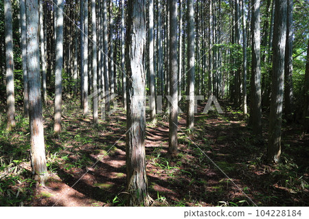 Iwao Pond Ipponsugi (Natural Monument designated by Shiga Prefecture) / Koka City, Shiga Prefecture 104228184