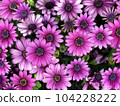 Beautiful osteospermum pink flowers in full bloom 104228222