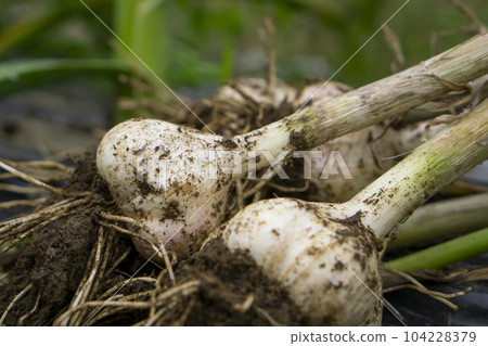 Close-up of garlic harvested in the field Close-up of garlic harvested in the field 104228379