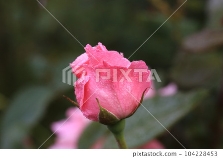 I walked in Mitsuike Park 104228453