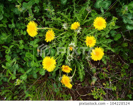 Dandelions blooming on the bank slope of the Arakawa River in Kawaguchi City, Saitama Prefecture Dandelions blooming on the bank slope of the Arakawa River in Kawaguchi City, Saitama Prefecture 104228524