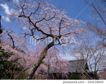 遊覽京都櫻花天龍寺 遊覽京都櫻花天龍寺 104228640