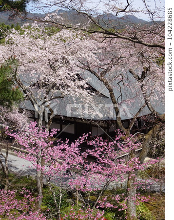 Visiting Kyoto's cherry blossoms Tenryu-ji Visiting Kyoto's cherry blossoms Tenryu-ji 104228685