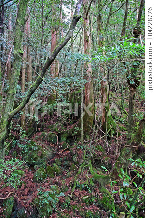 屋久杉原始森林、繩文杉徒步路線 104228776