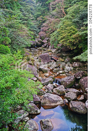 Yakusugi virgin forest, Jomonsugi trekking course 104228778