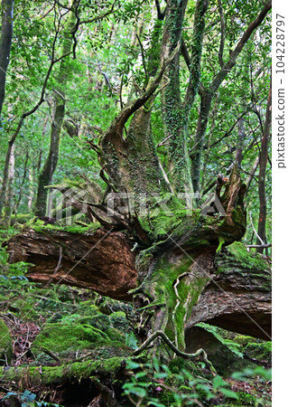 Yakusugi virgin forest, Jomonsugi trekking course Yakusugi virgin forest, Jomonsugi trekking course 104228797