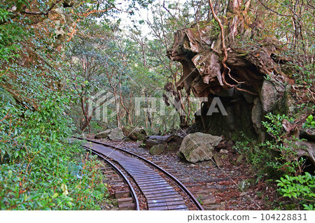 Yakusugi virgin forest, Jomonsugi trekking course 104228831