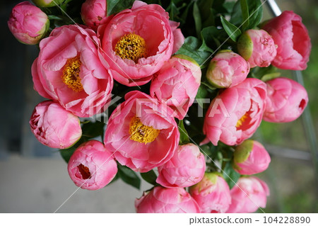 an armful of beautiful coral-colored peonies with yellow stamens with open and closed buds. A bouquet of pink peonies in women's hands. Flower delivery. A beautiful bouquet of flowers as a gift for a 104228890