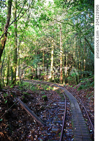 Yakusugi virgin forest, Jomonsugi trekking course Yakusugi virgin forest, Jomonsugi trekking course 104228906