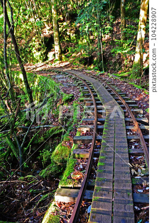 Yakusugi virgin forest, Jomonsugi trekking course 104228907