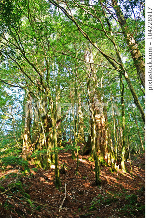 Yakusugi virgin forest, Jomonsugi trekking course 104228917