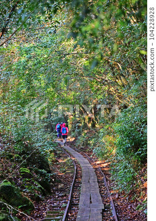Yakusugi virgin forest, Jomonsugi trekking course Yakusugi virgin forest, Jomonsugi trekking course 104228928