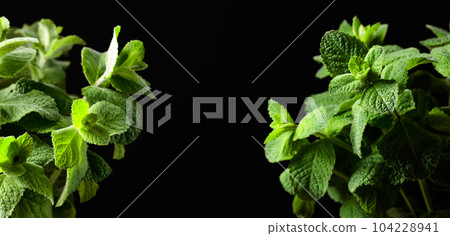Fresh mint close-up on a black background. 104228941