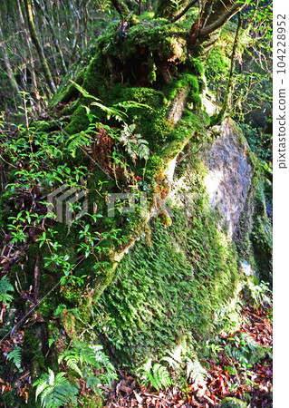 Yakusugi virgin forest, Jomonsugi trekking course Yakusugi virgin forest, Jomonsugi trekking course 104228952