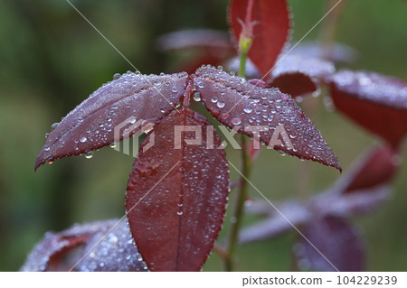 我在三池公園散步 104229239