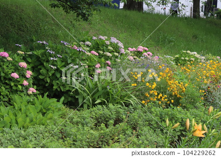 初夏公園裡綻放著色彩繽紛的繡球花、亞洲百合和塔爾薩披針花 104229262